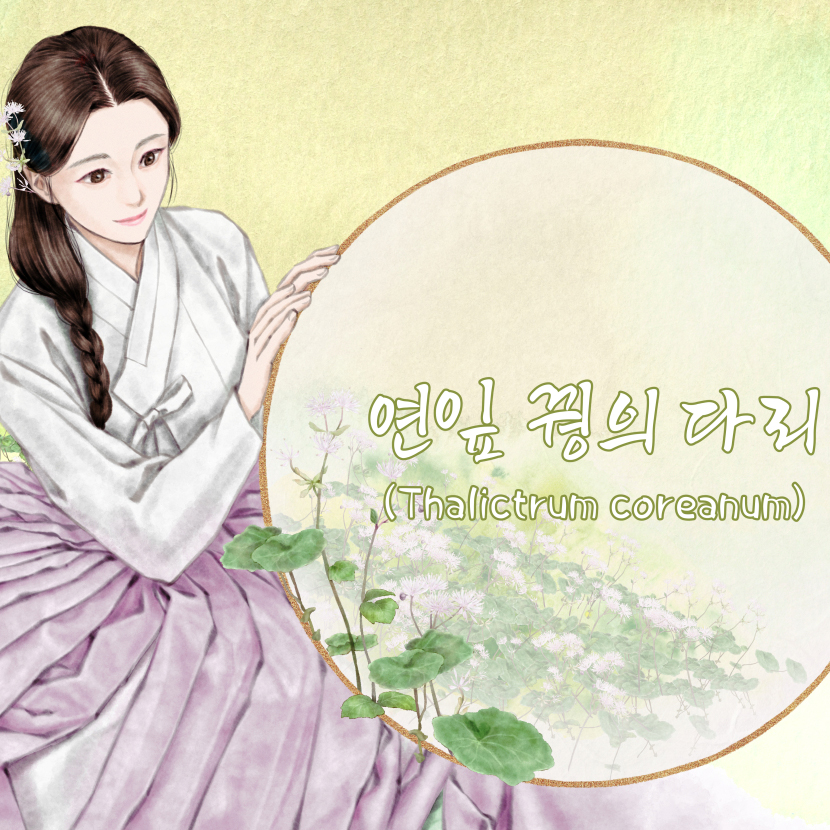 한국 사극 웹툰/일러스트를 위한 연잎꿩의다리